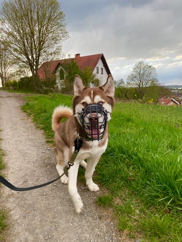 Customer photo review of 1.4m Swivel Combat Lead | Anti-Tangle & Secure Clip - Khaki