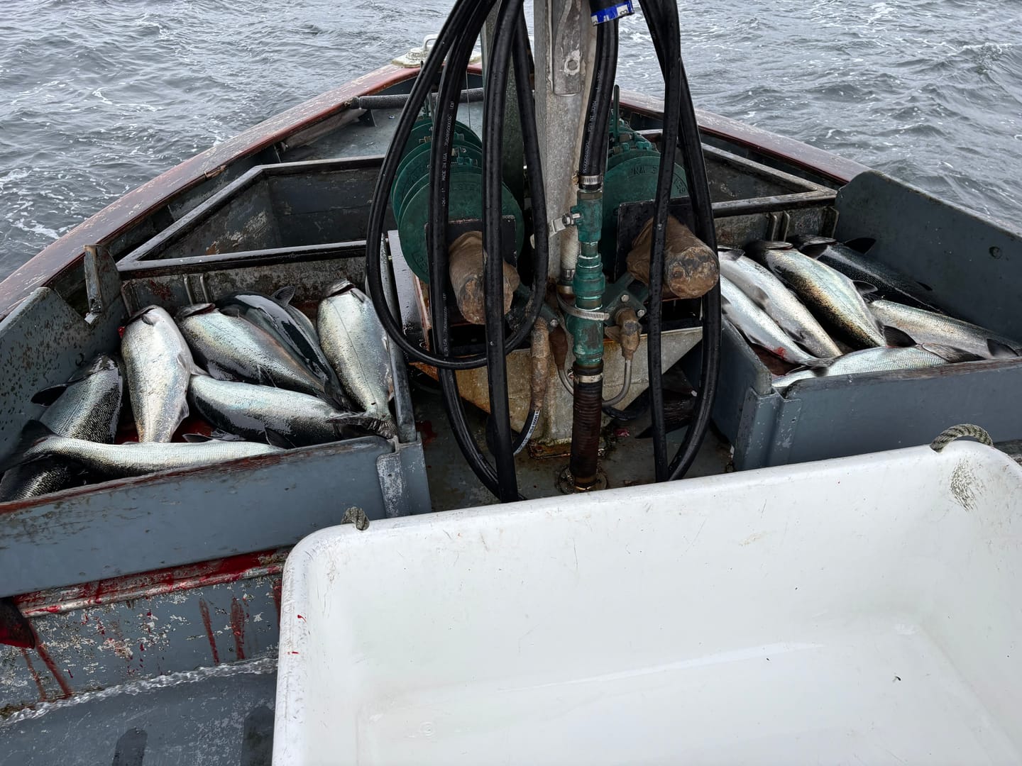 Customer photo review of Kingfisher