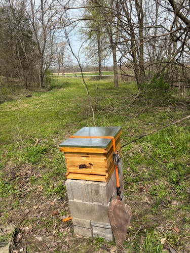 Customer photo review of MayBee Hives 10 Frame Best Beekeeping Starter Kit Include 22 pcs Beekeeping Tool,Wax Coated Langstroth Deep Brood Bee Box with 100% Beeswax Plastic Foundation,Beekeeping Veil for Beginners Beekeeper