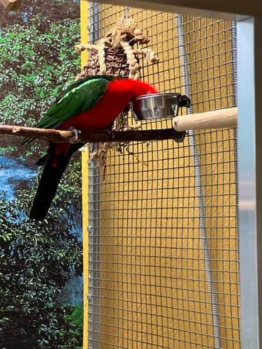 Customer photo review of Großsittich Kräutermix