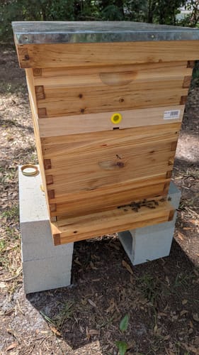 Customer photo review of MayBee 10 Frame Screened Bottom Board Beehive Dipped in 100% Beeswax, Bee Hives Kit Includes 2 Deep Boxes & 1 Medium Box with Beehive Frames and Heavy Wax Coated Foundations.Preferred for Summer.