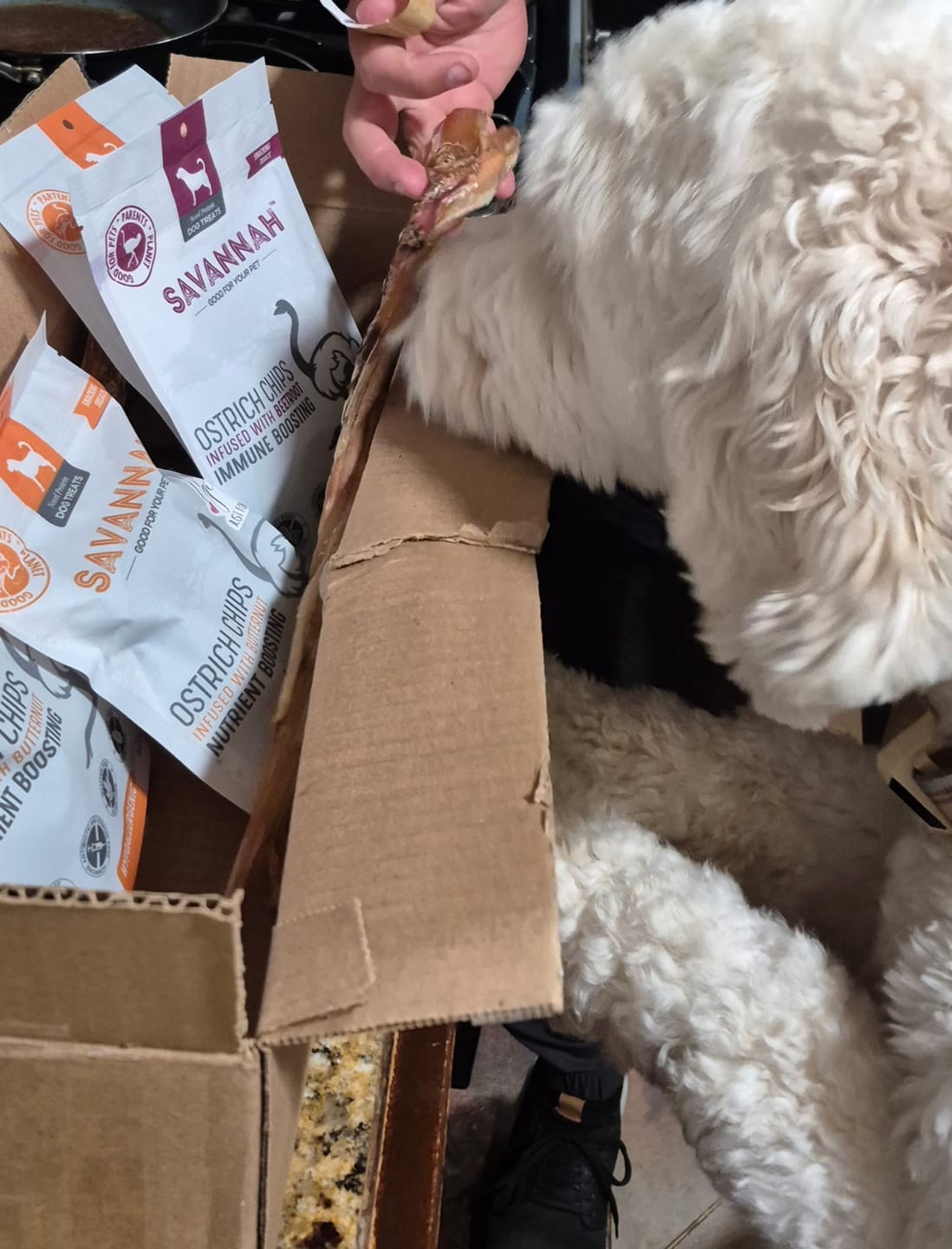 Customer photo review of Ostrich Tendon Twister (16" x 2.5" x 1"): The Satisfying, All-Natural Chew for Dental Health & Joint Support