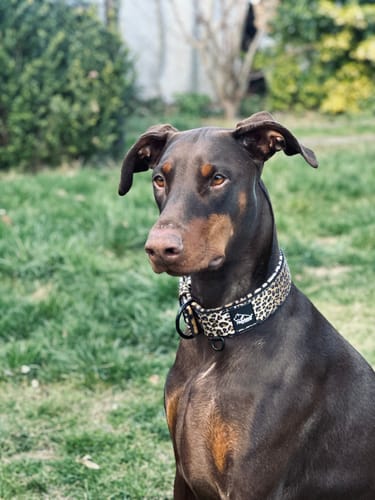 Customer photo review of Active Komfort Leopard - Brett slitstarkt hundhalsband med spänne