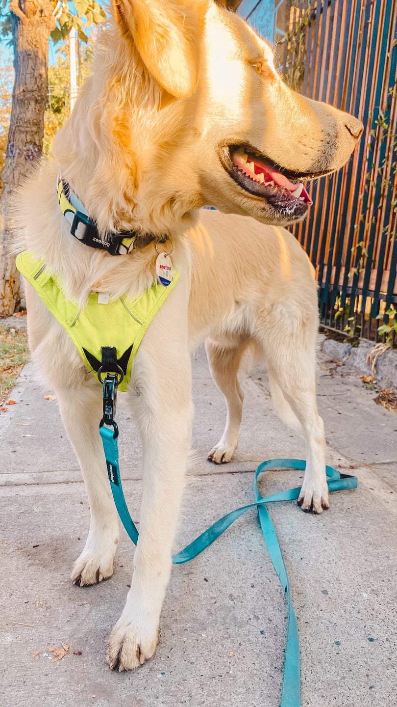 Customer photo review of Correa Larga para Perros - Tactic | 3 mts | Turquoise