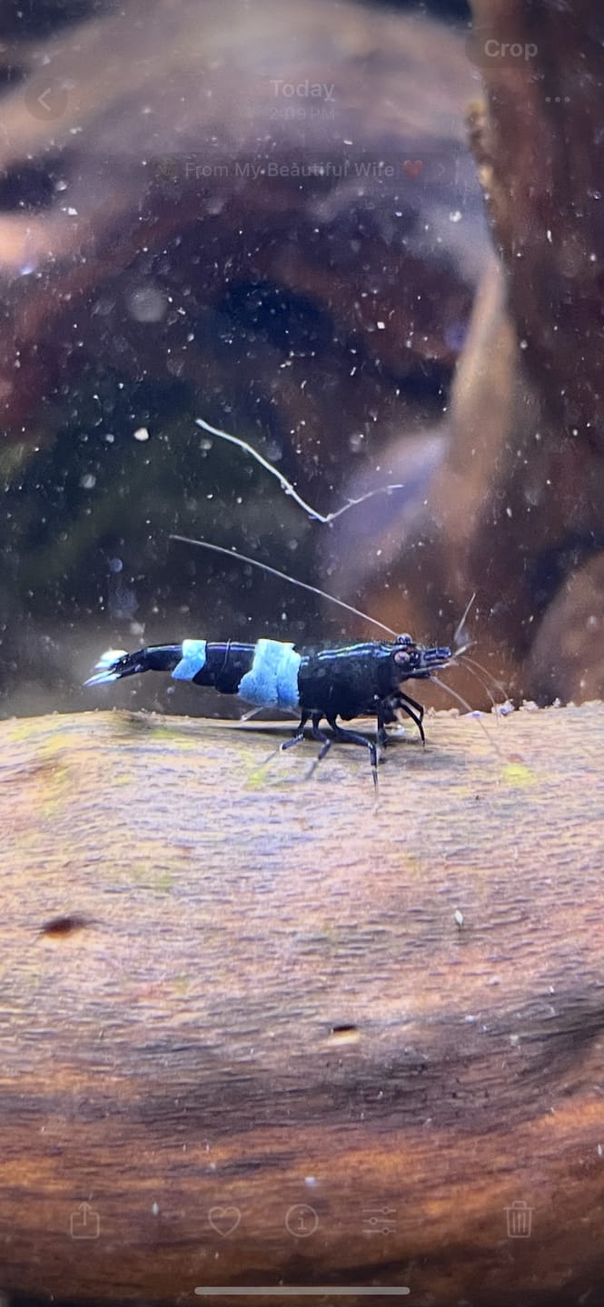Customer photo review of Shadow Panda Shrimp