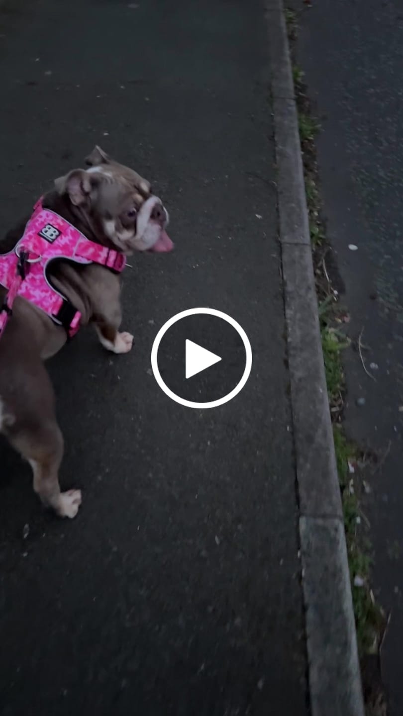 Customer video review of Comfort Premium Harness | Non Restrictive - Bubblegum