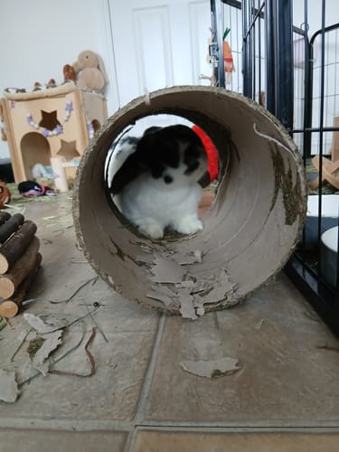 Customer photo review of Hay Cube