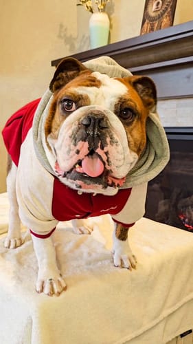 Customer photo review of Dog Varsity Jacket - Red