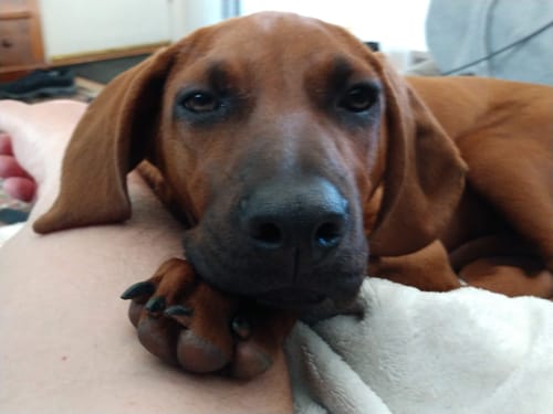 Customer photo review of 5 Pack Reading Glasses Retro Rectangle Readers R032-A