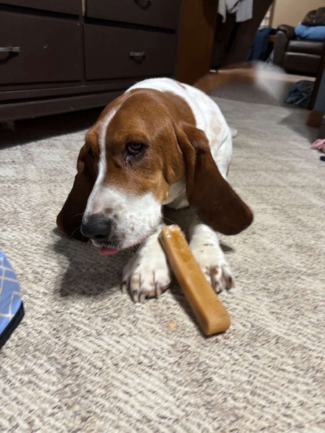 Customer photo review of Himalayan Yak Chew (LARGE)