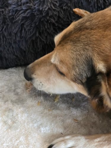 Customer photo review of Beef Paddywack