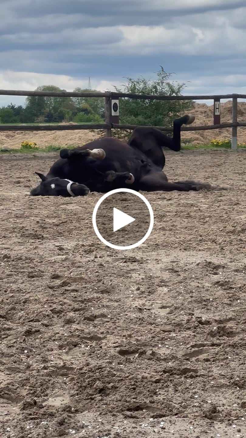 Customer video review of Allergietest Plus Pferd