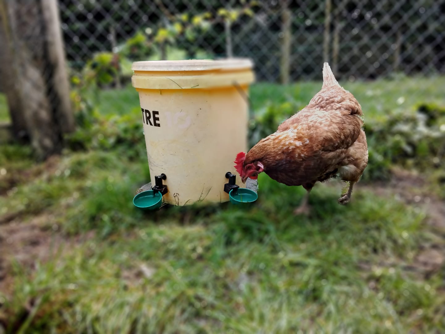 Customer photo review of Swing Cup Drinker