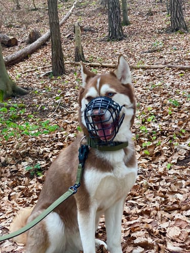 Customer photo review of 5cm Combat® Collar | With Handle & Secure Clip - Khaki