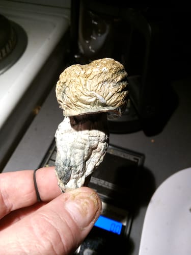 Customer photo review of Non Detect Mushrooms - 50% Off