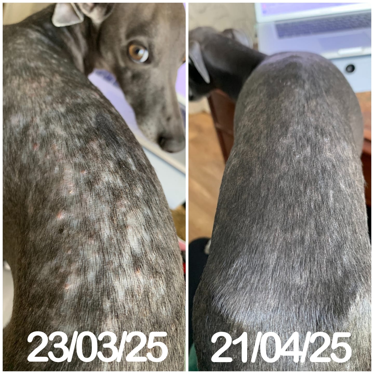 Customer photo review of Dog Duo Pack