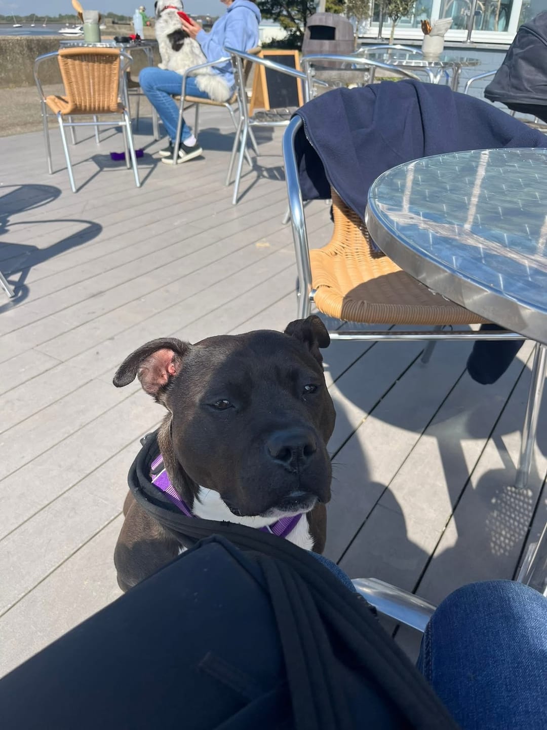Customer photo review of Air Harness | Anti-Pull & With Handle - Purple