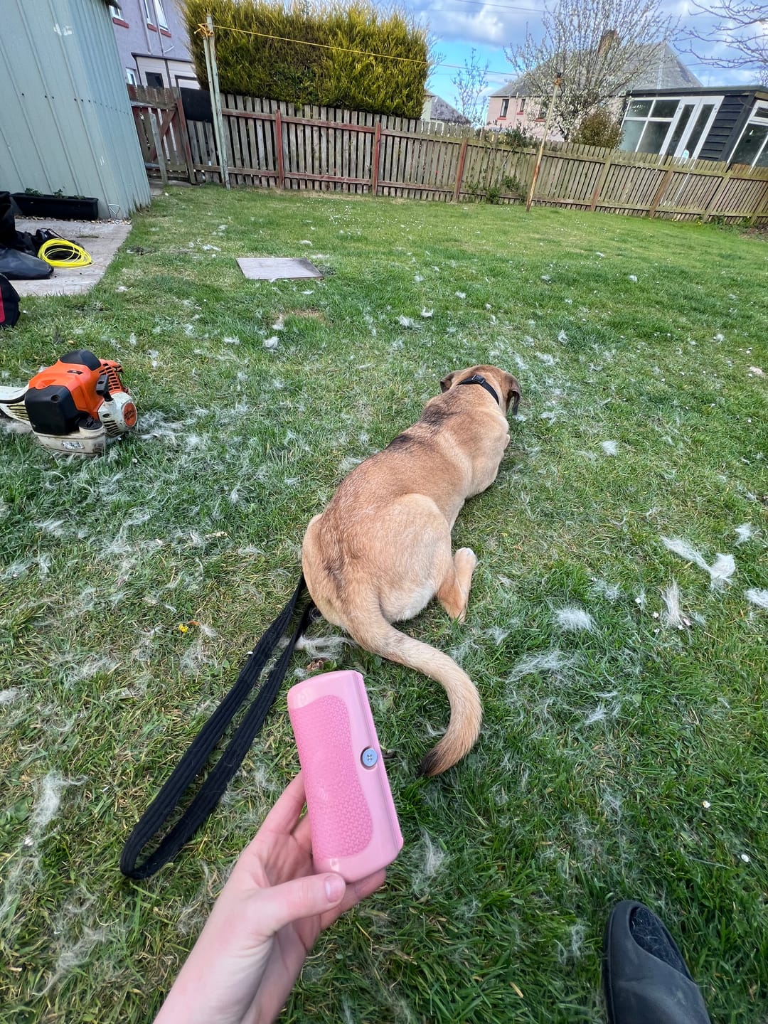 Customer photo review of Dog Deshedding Comb - Dog, Horse & Cat - Pink