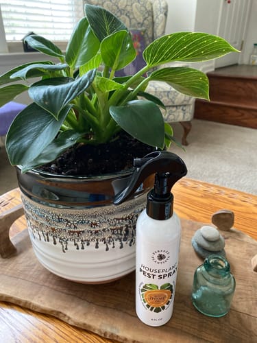 Customer photo review of Houseplant Pest Spray