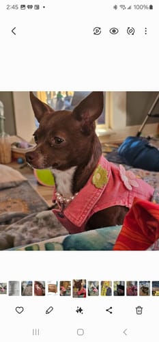 Customer photo review of Flower Power Vest