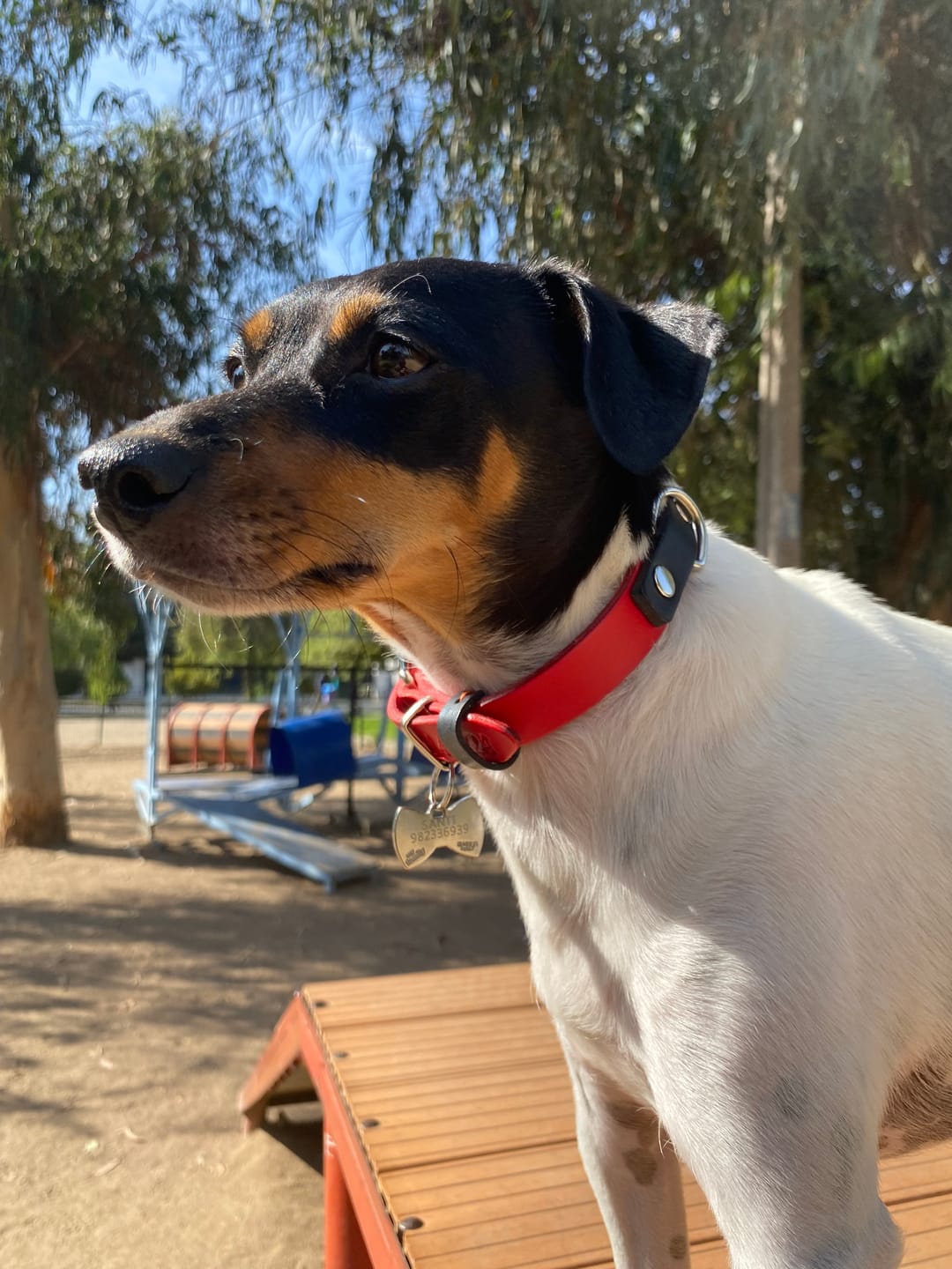 Customer photo review of Collar Duke Rojo/Negro