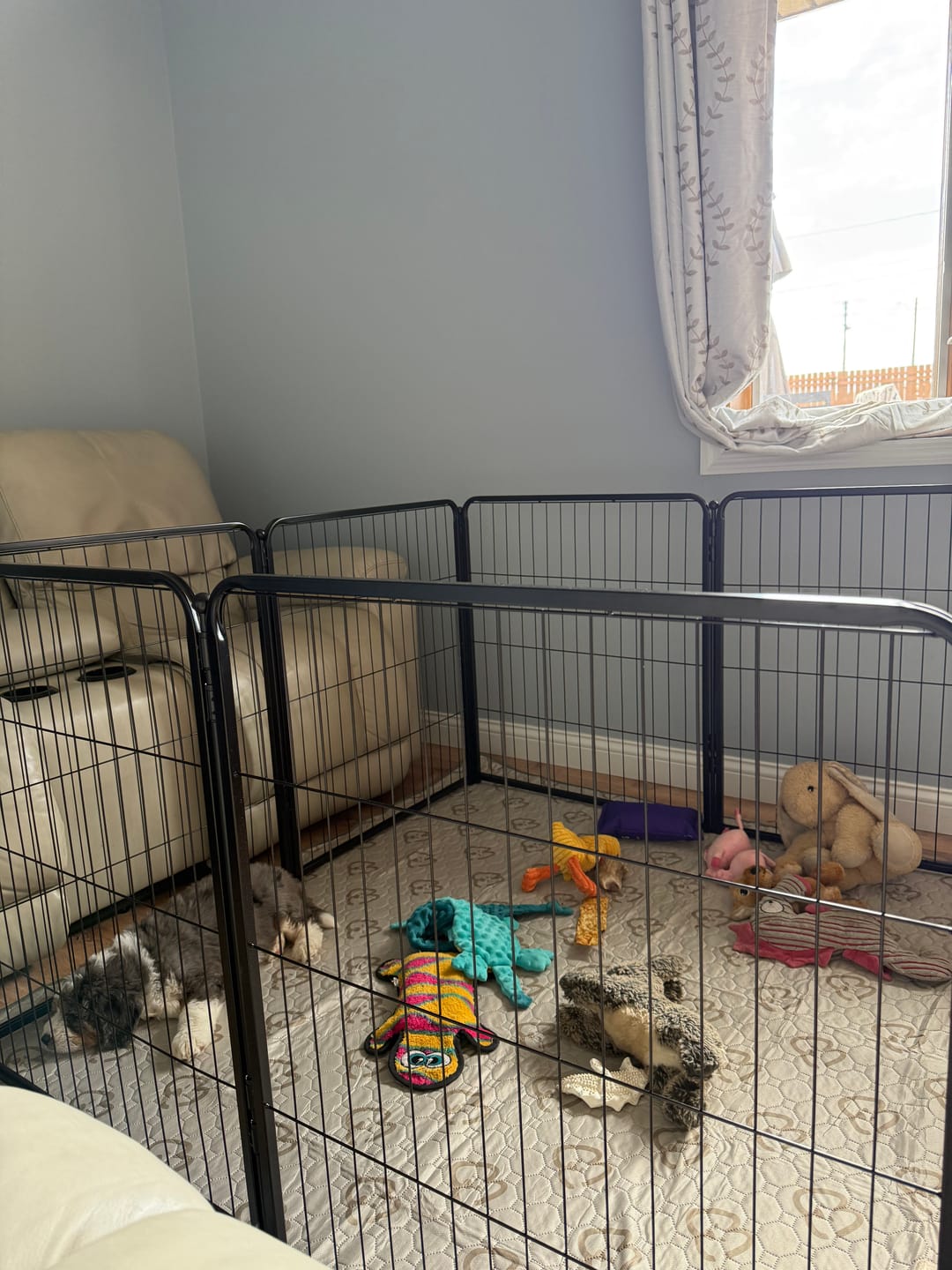 Customer photo review of Homeplus Dog Playpen for Indoor Use