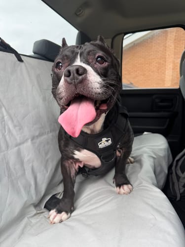 Customer photo review of Bully Proof Set Leash + Collar