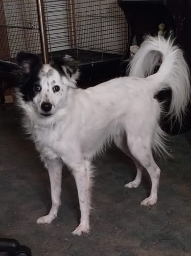 Customer photo review of FurLife™ 12 Months Flea and Tick Free