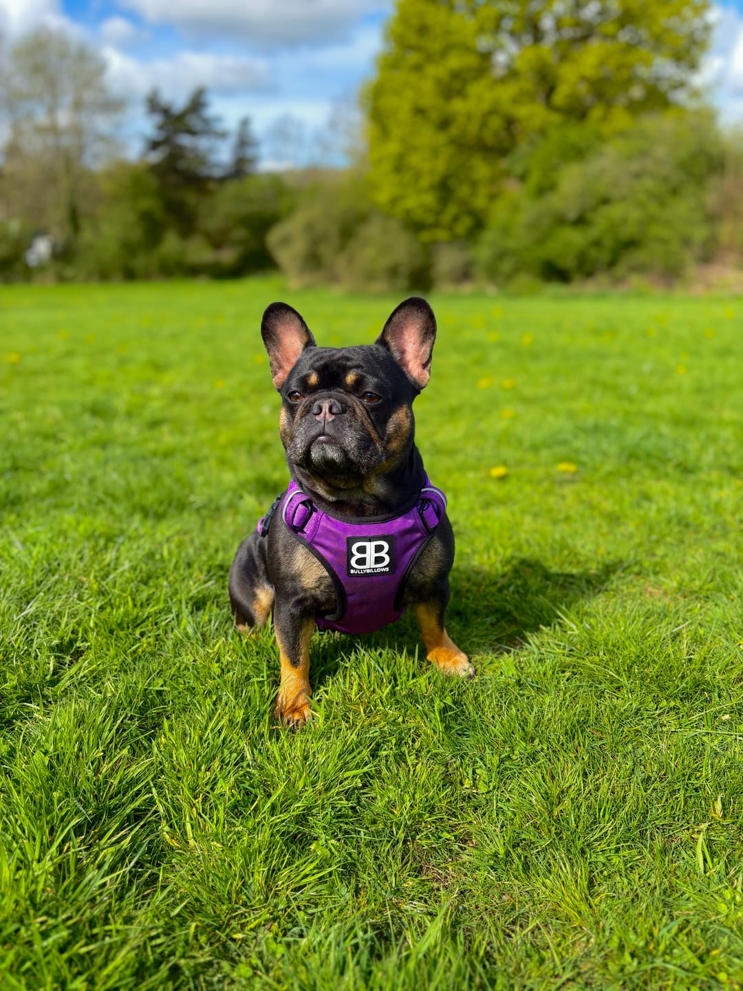 Customer photo review of Comfort Premium Harness | Non Restrictive - Purple