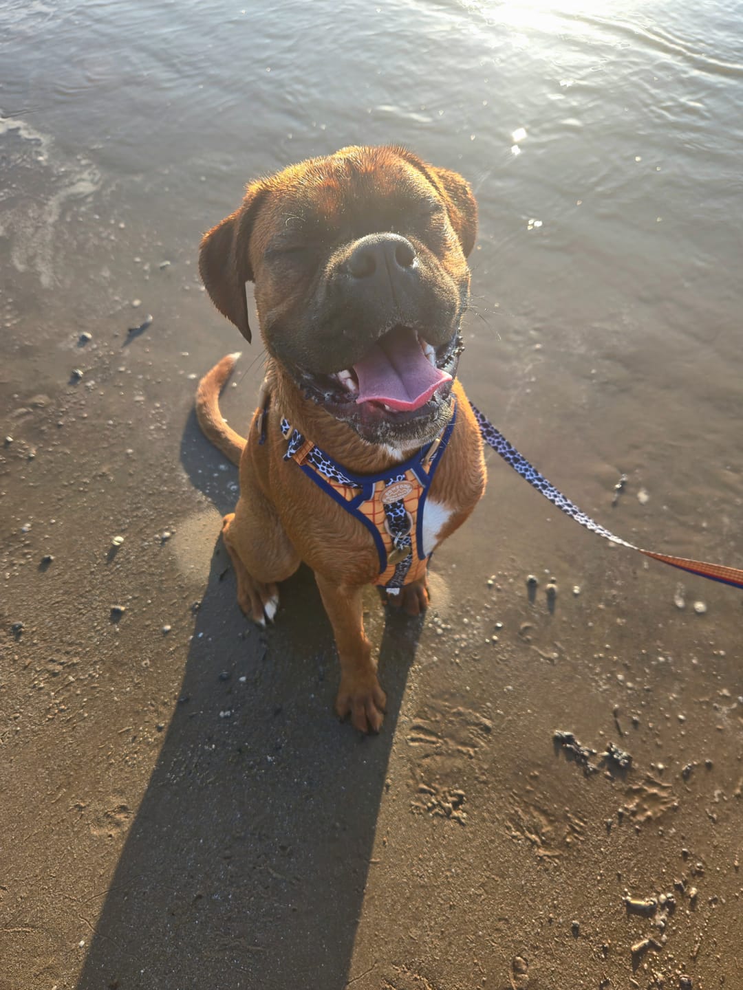 Customer photo review of Disney© Tough Trails™ Harness - Woody