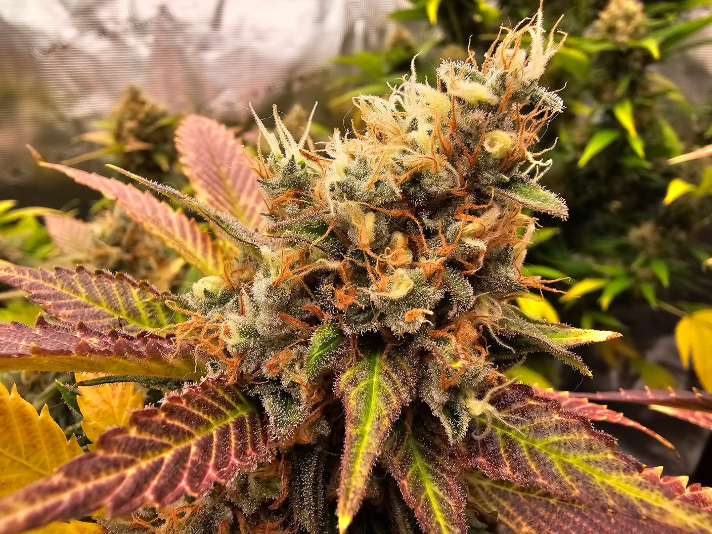 Customer photo review of Hanfstecklinge | Chocolate Haze