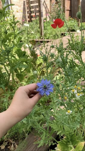 Customer photo review of Miss Jekyll Blend Love-In-A-Mist Seeds