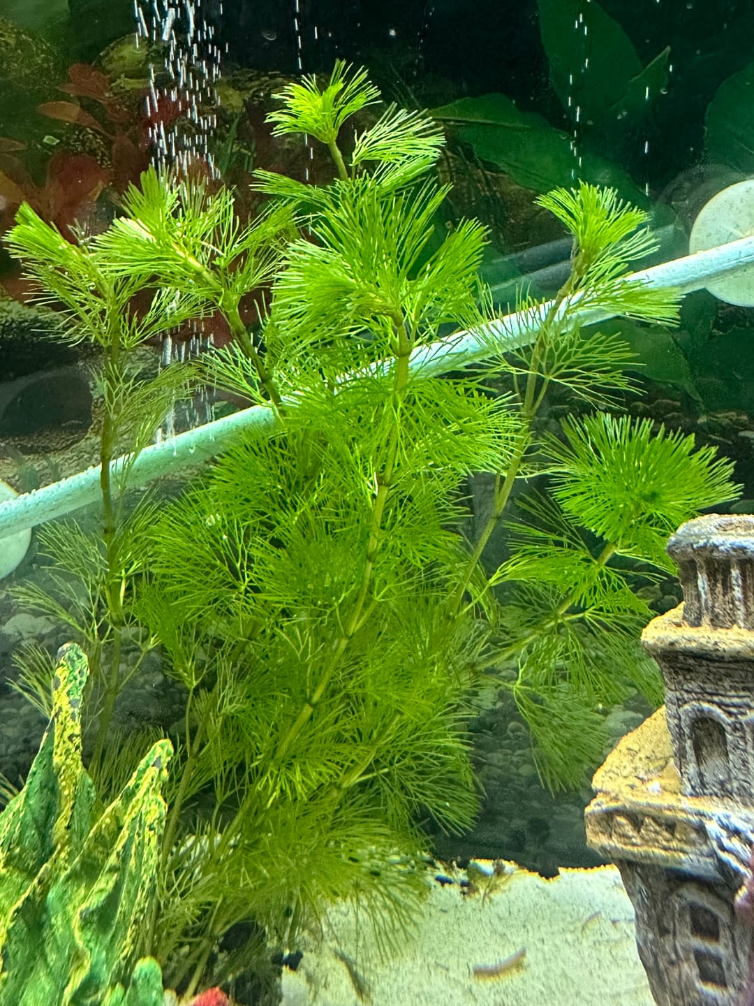 Customer photo review of Water Wisteria (Hygrophila difformis)
