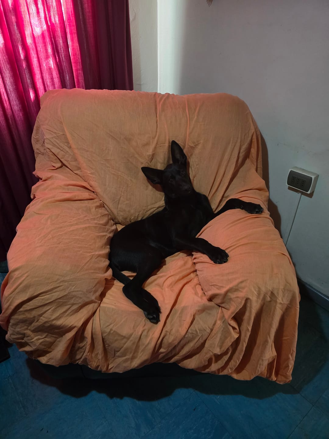 Customer photo review of HPM Virbac Dog Junior Special Large 12 kg