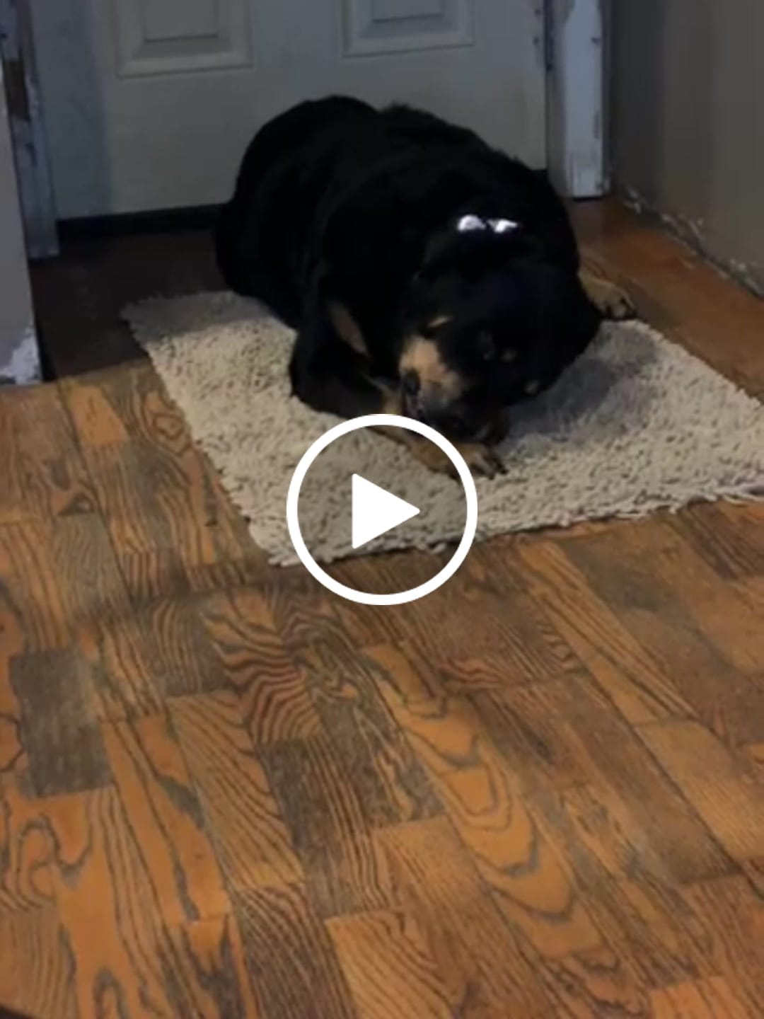 Customer video review of Beef Cheek Sticks