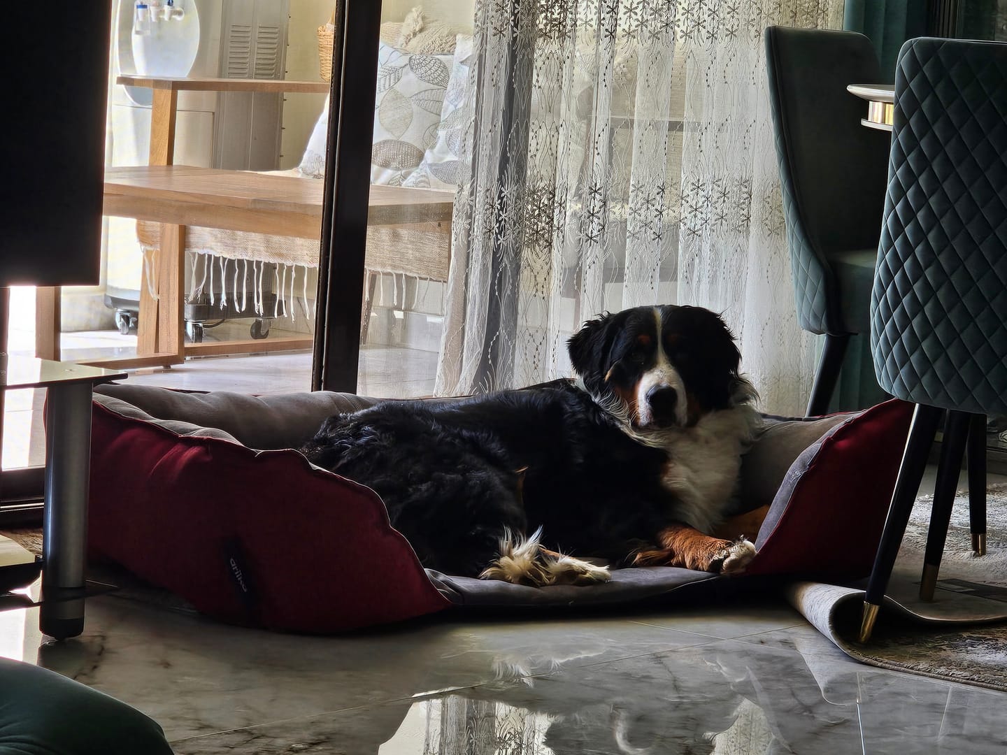 Customer photo review of Mike Pet Bed
