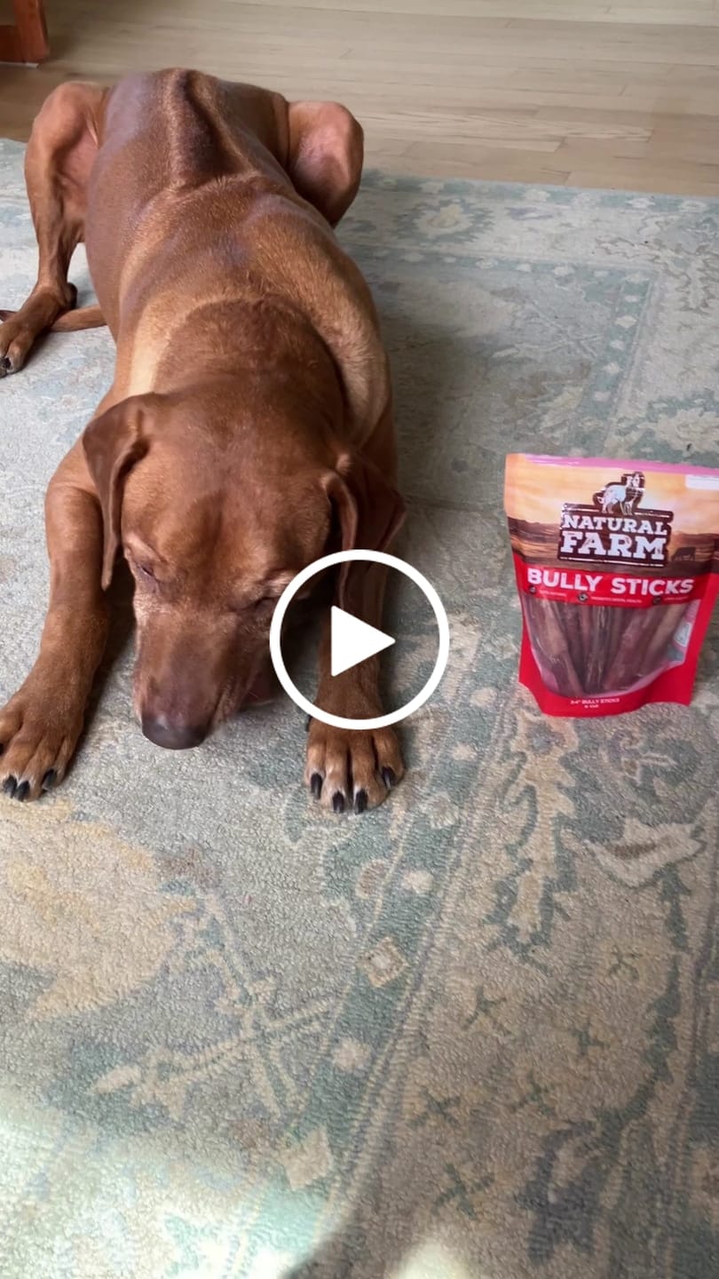 Customer video review of 6 Inch Power Bully Sticks