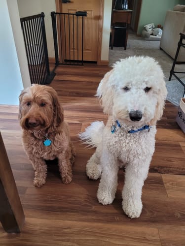 Customer photo review of Strawberry Yak Chews
