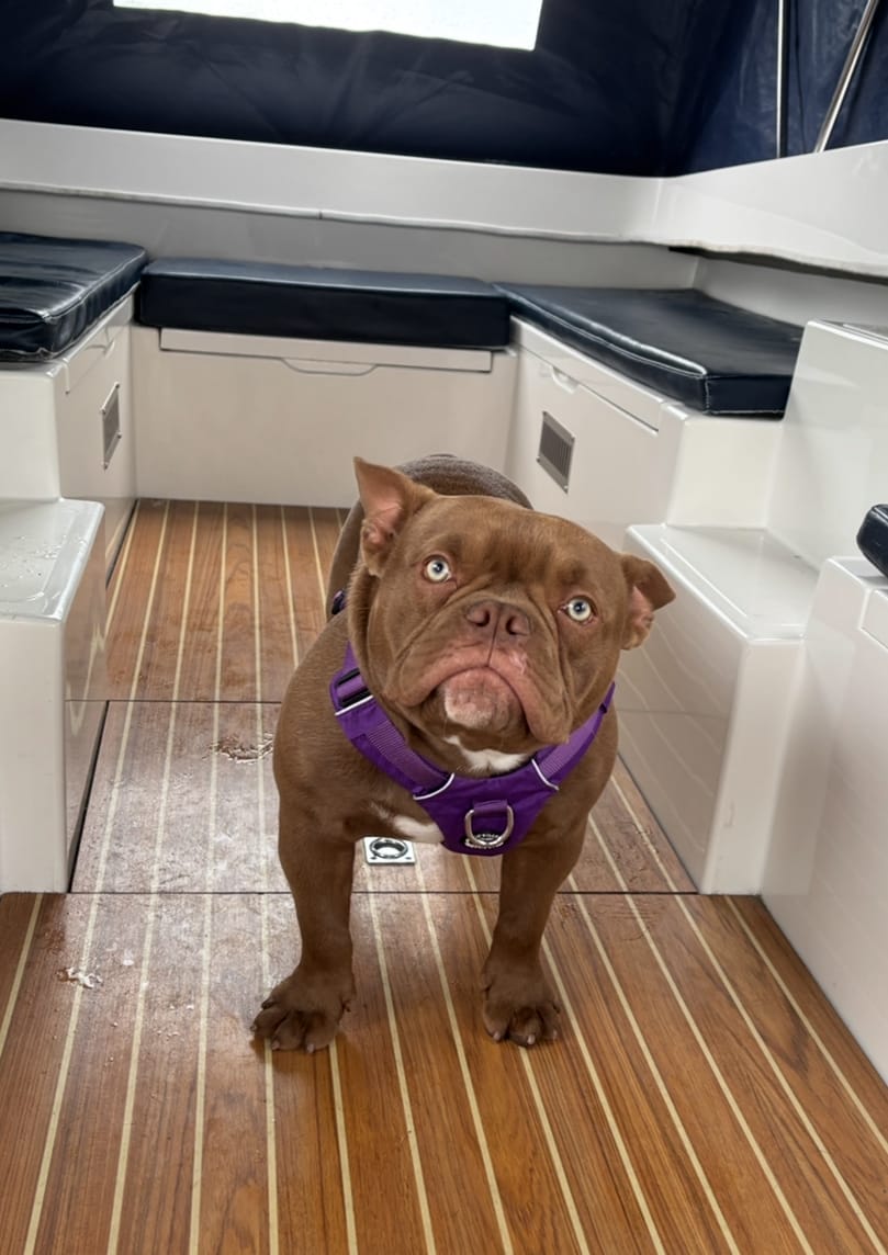 Customer photo review of Air Harness | Anti-Pull & With Handle - Purple