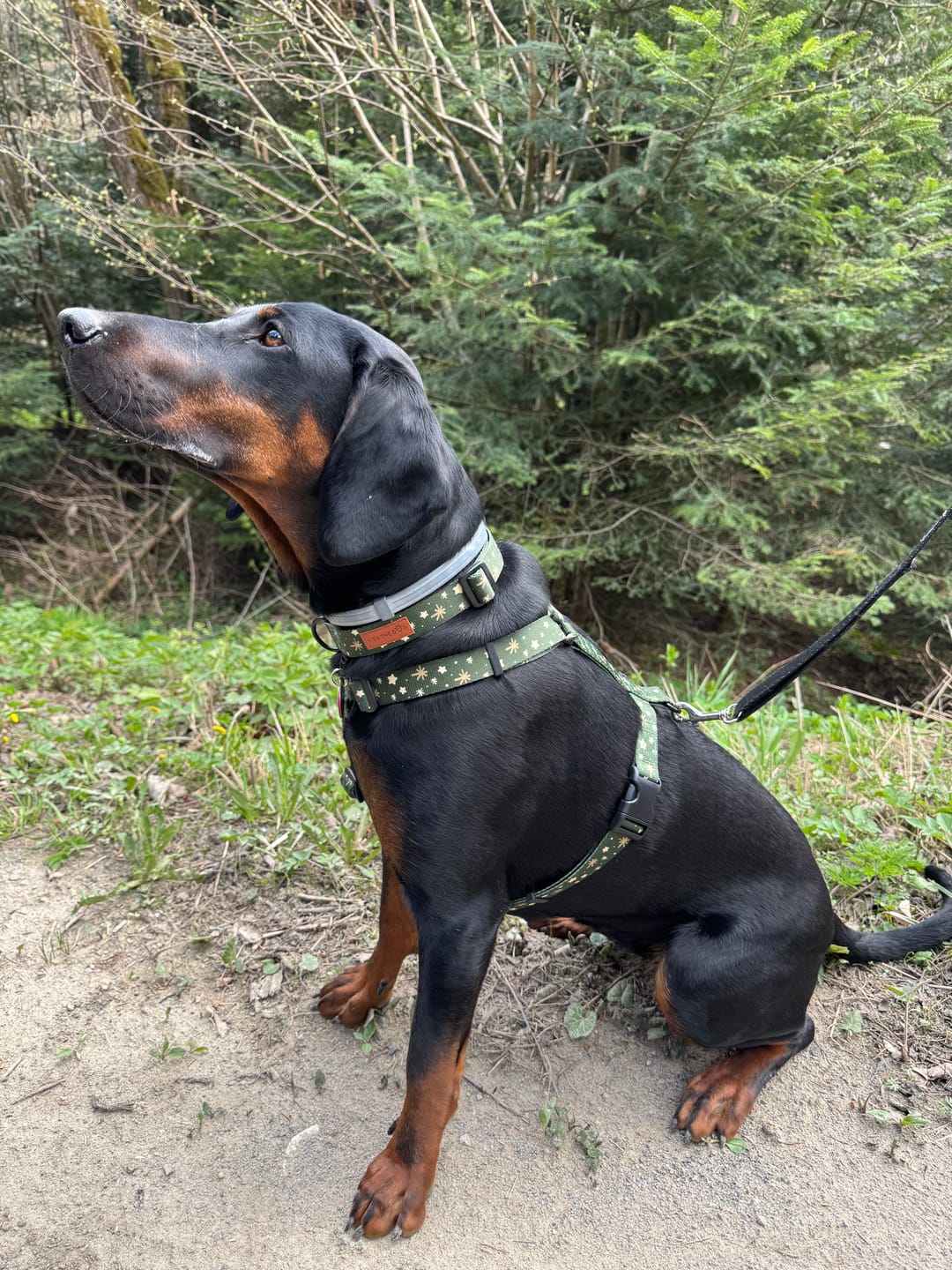 Customer photo review of Szelki guard "Green Magic" - czarne okucia