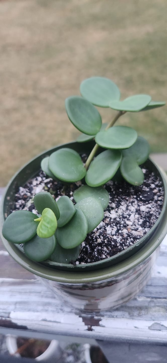 Customer photo review of Peperomia 'Hope'