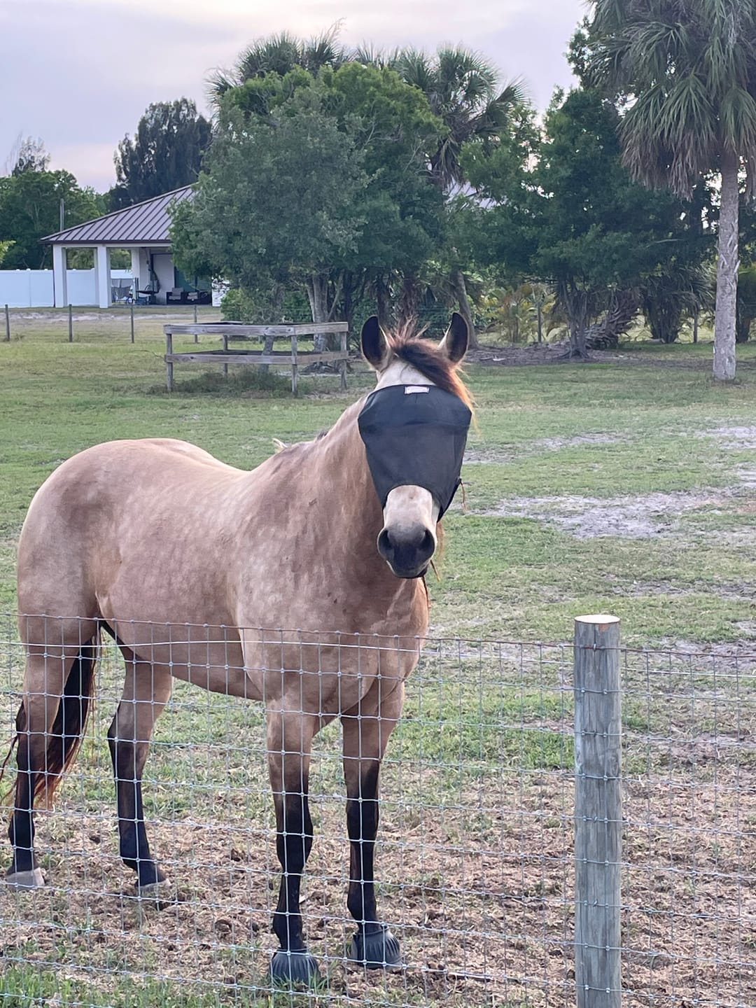 Customer photo review of EquiVizor Fly Mask - Standard