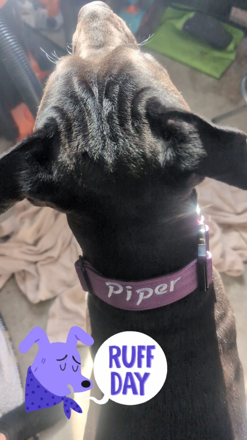 Customer photo review of 1.5" Tacti Slim Dog Collar - Grape