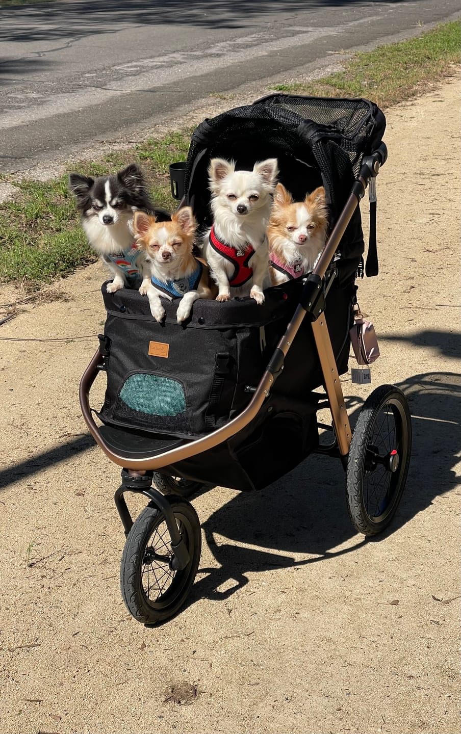 Customer photo review of Sports Large Pet Stroller