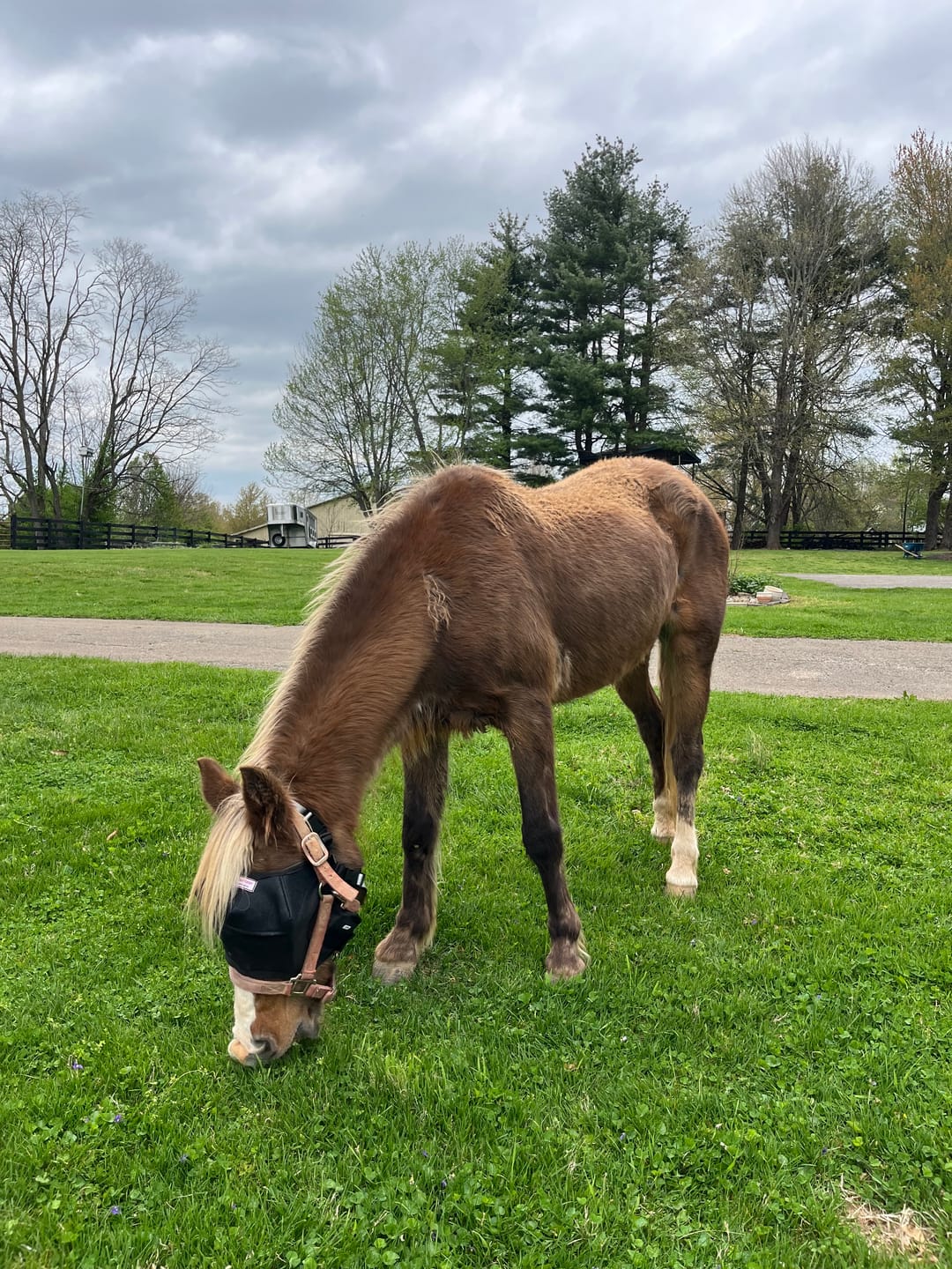 Customer photo review of EquiVizor Fly Mask - Standard