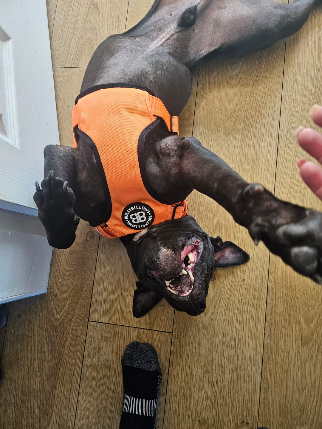 Customer photo review of Comfort Premium Harness | Non Restrictive - Orange