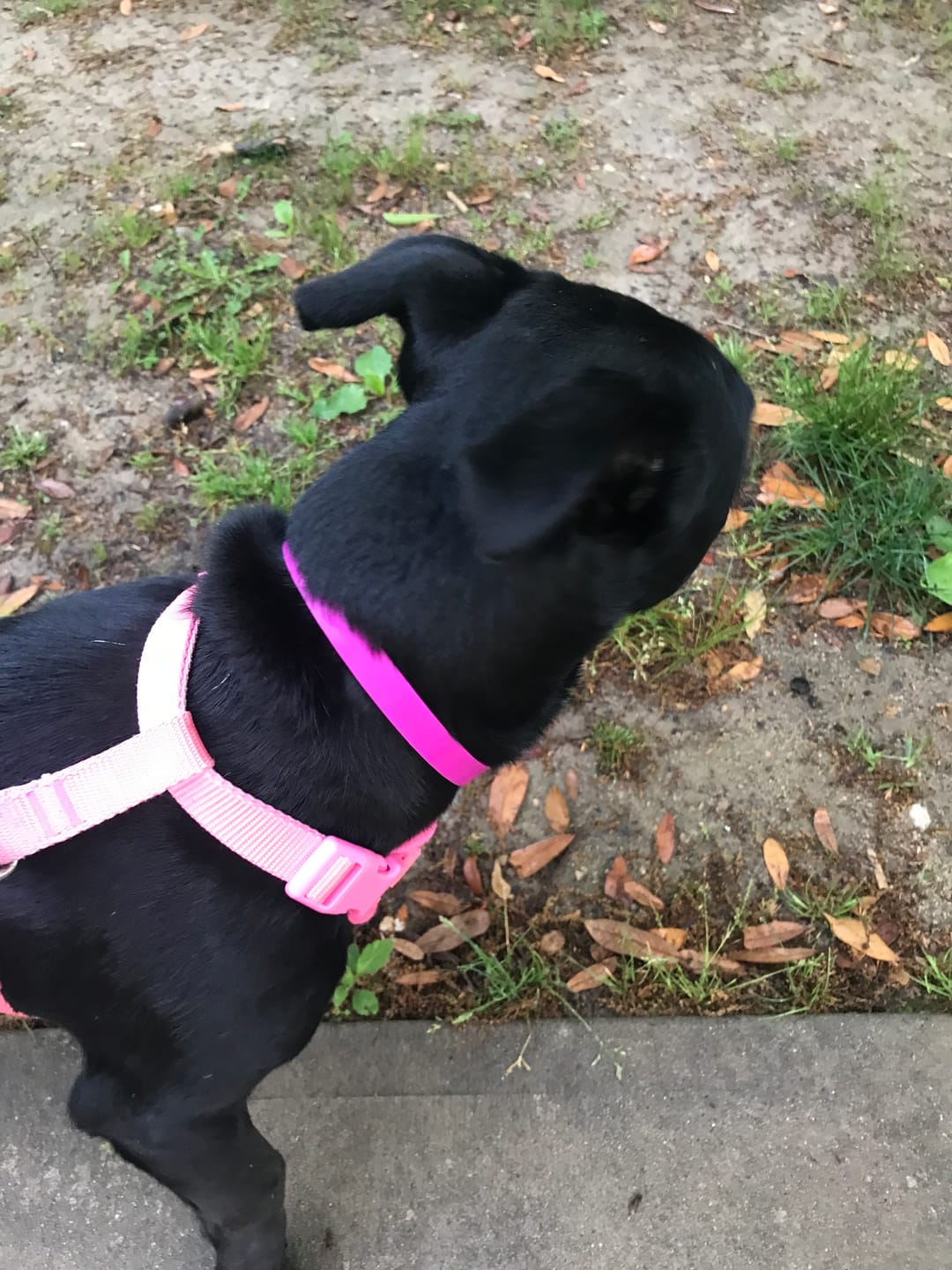 Customer photo review of FurLife™ - Flea & Tick Defense Chews for Dogs