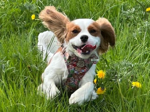 Customer photo review of Disney© Tough Trails™ Harness - Toy Story Friends