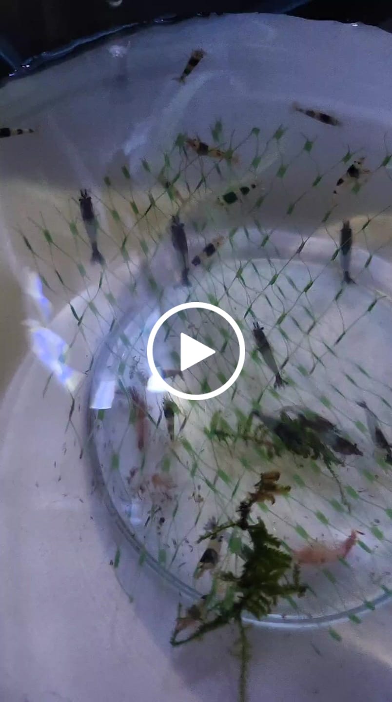 Customer video review of Crystal Black Shrimp
