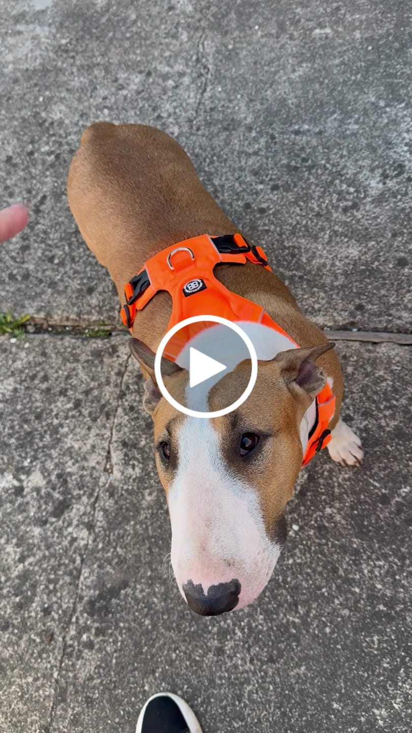 Customer video review of Anti Pull Harness | With Handle & Lighter | Hurricane Harness - Orange